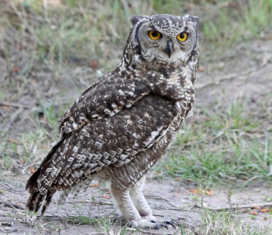 Spotted_Eagle-Owl_RWD
